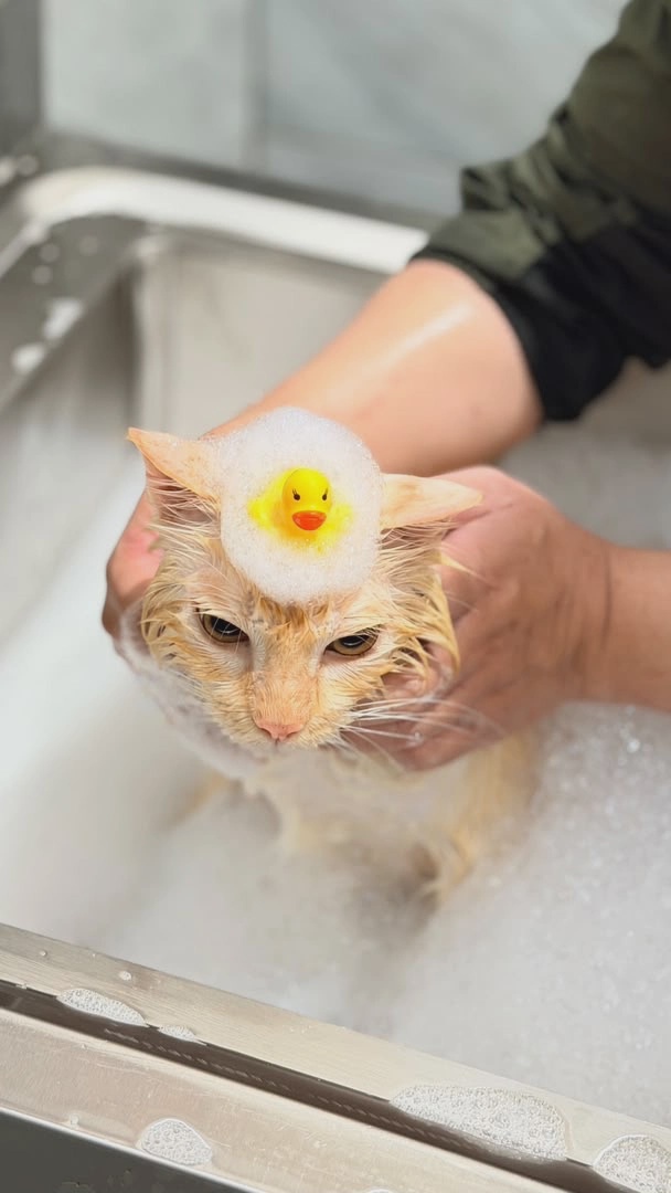 Mi Au Spa cat grooming and medicated bath Taman Mount Austin Johor Bahru