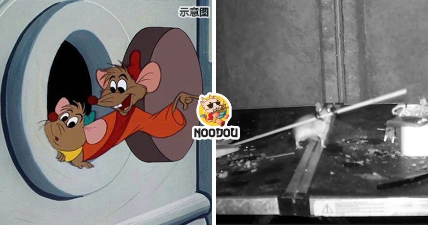 Tidy Mouse Cleaning Feature Image