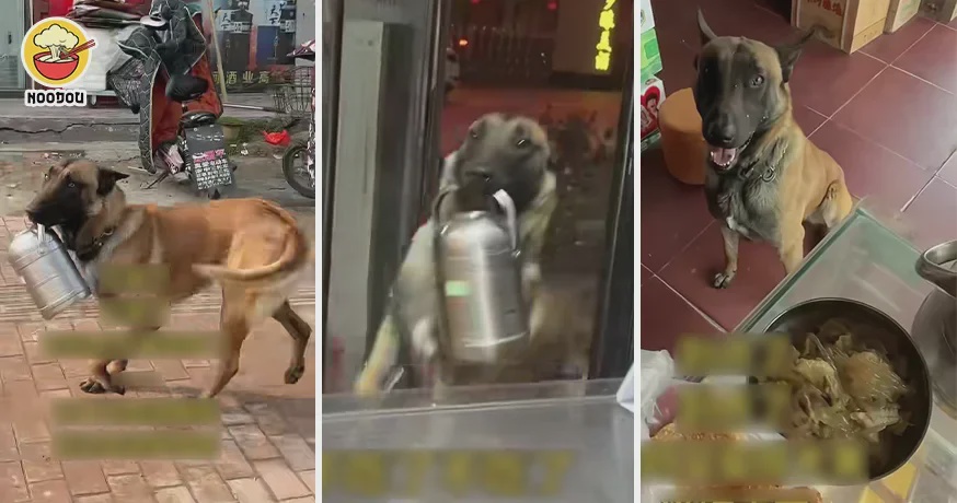Dog Deliver Rice Ft Img