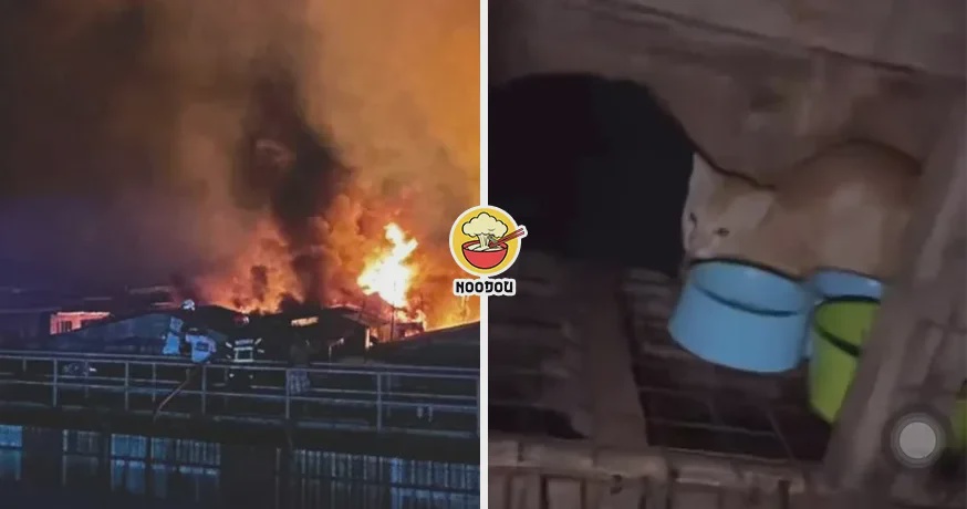 Sandakan Fire Cat Rescue Ft Img