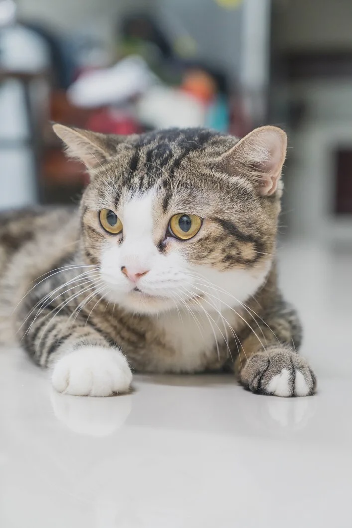 cute grey cat 1339 7660