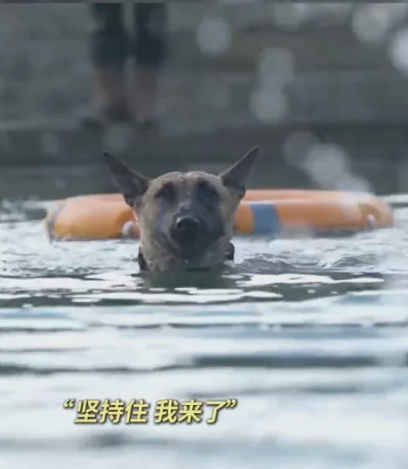 dog swimming