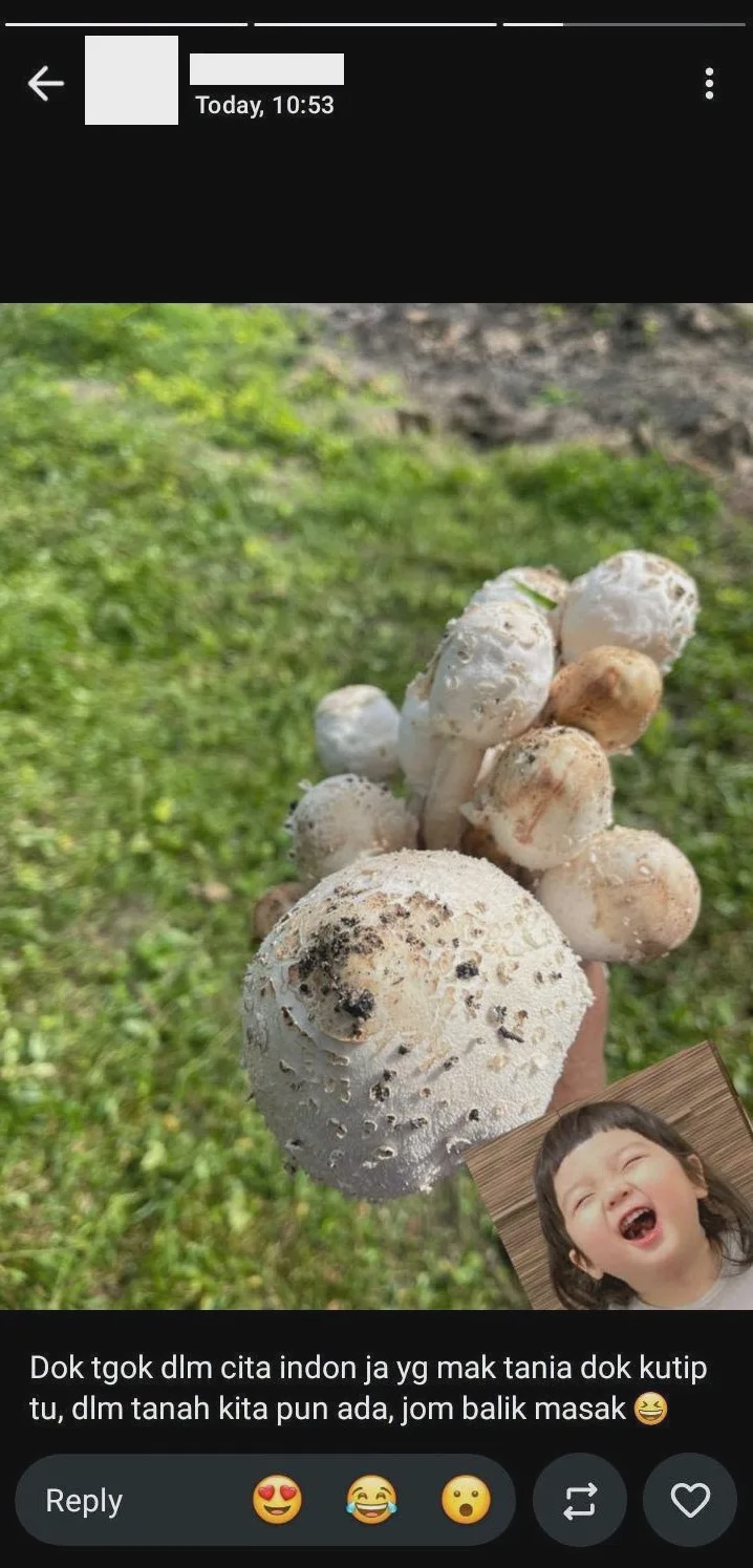 eat toxic mushroom couple