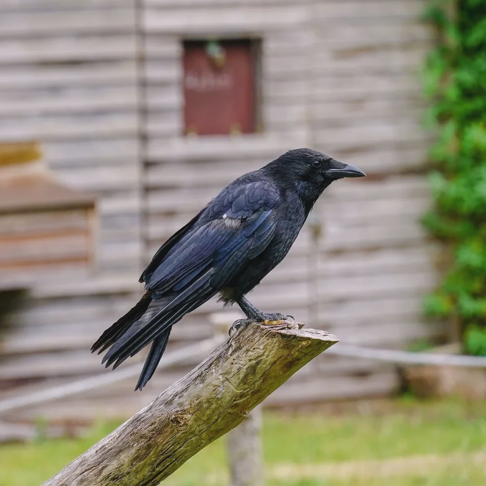 shallow focus shot crow standing wooden branch with blurred background 181624 30080