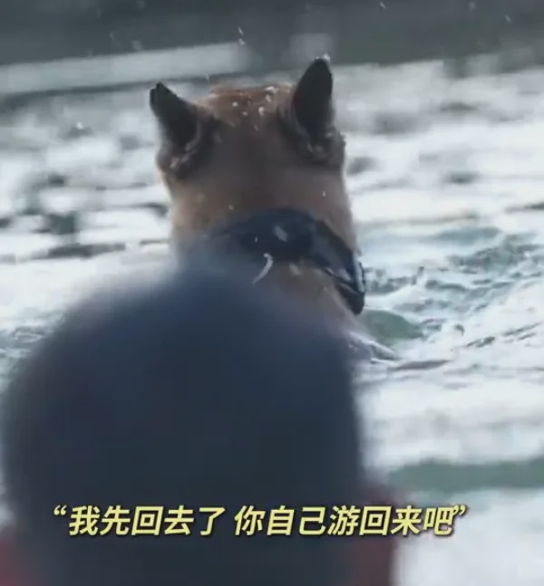 swim back