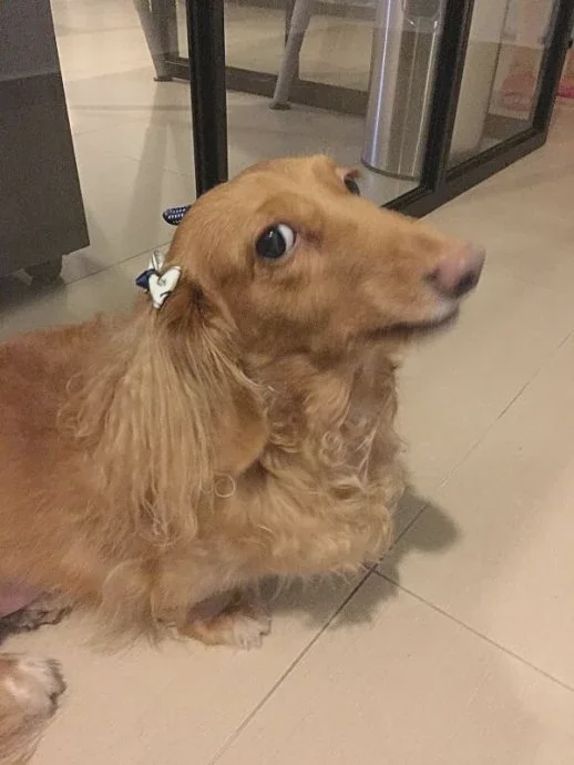 安排16年爱犬火化公司竟把遗体丢弃在狗主组屋楼下垃圾箱 2