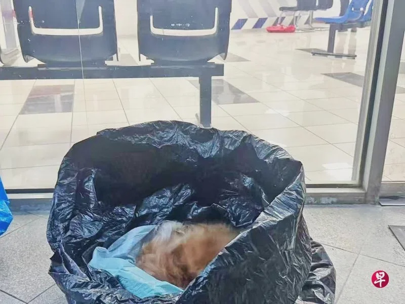 安排16年爱犬火化公司竟把遗体丢弃在狗主组屋楼下垃圾箱