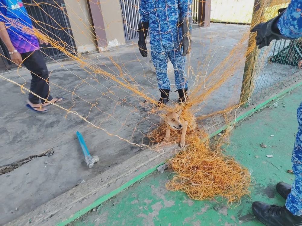 流浪狗被足球网缠住眼神委屈做错事可爱爆红 1