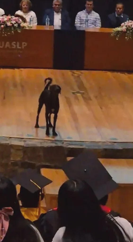 狗狗