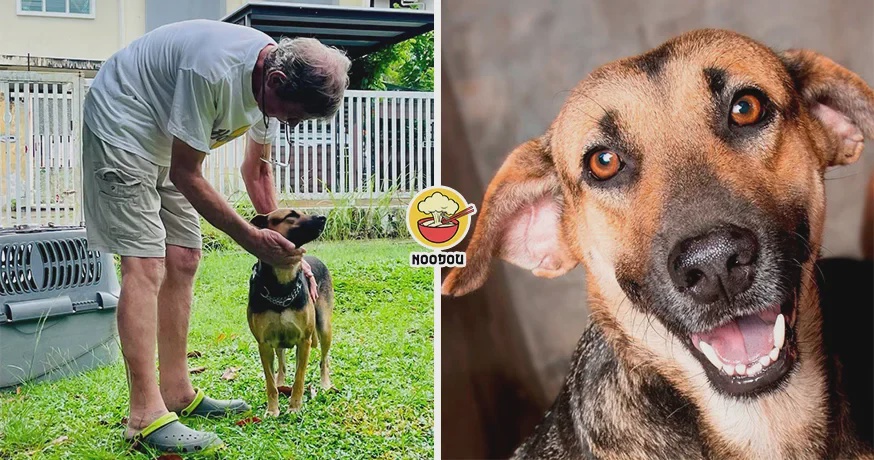 5 Years Shelter Dog Lost Hope Found Home Ft