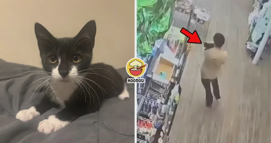 Steal Cat Rob Bank Ft