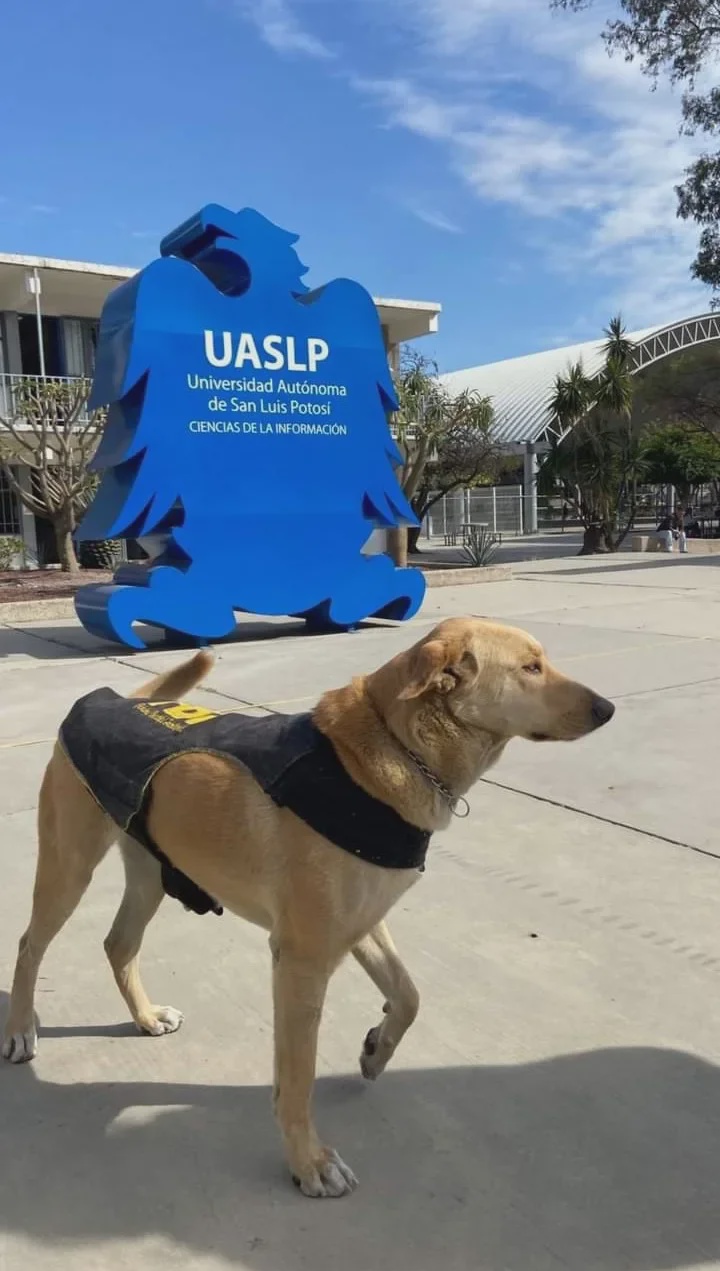 dog