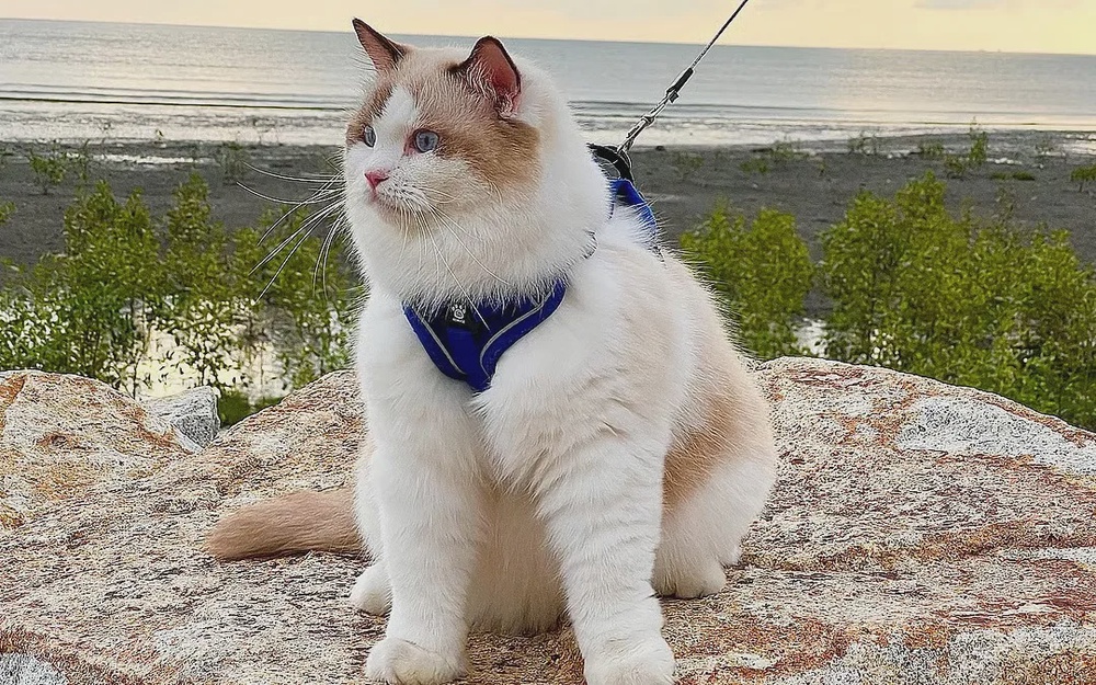 Image from: 【狗狗见到它都得跑🐕🐈⬛💨】见到狗狗拔腿就追,大马超霸气猫咪爆红!