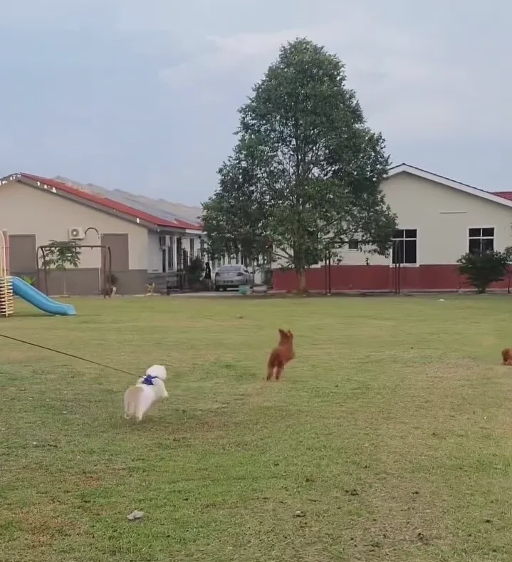 xavier chasing dog 1