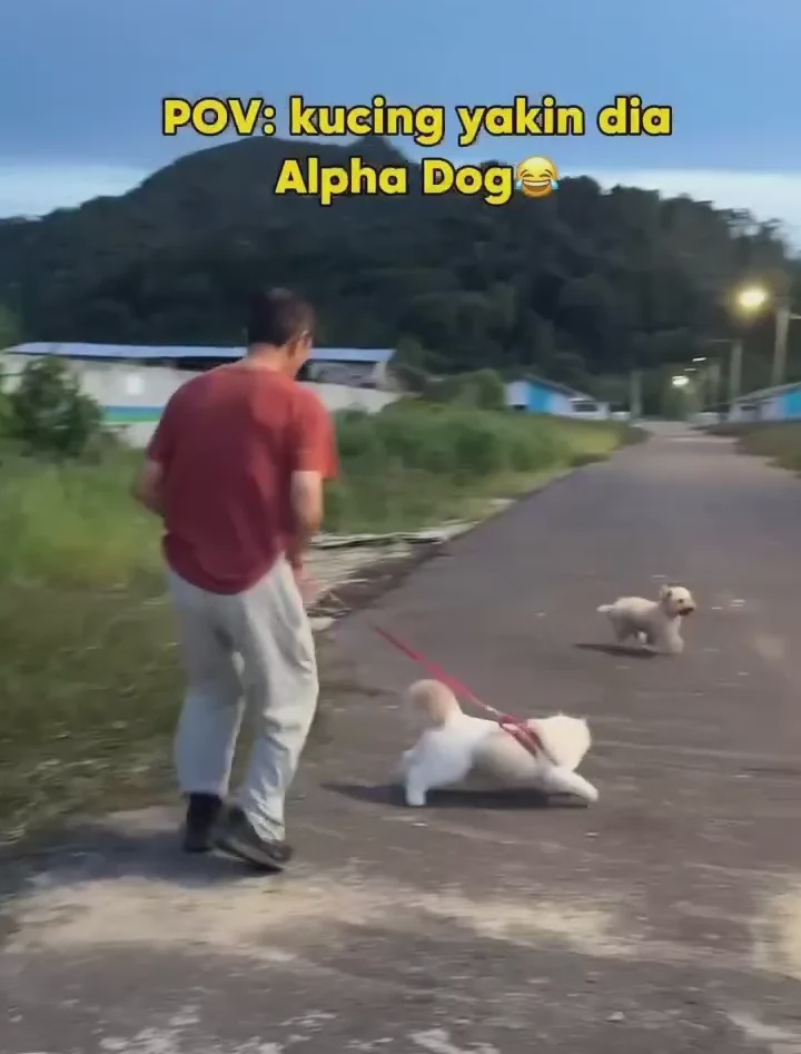 xavier chasing dog 2