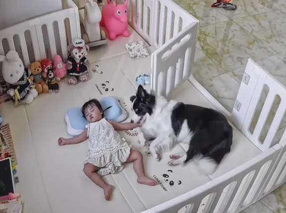 1个枕头小主人睡觉边牧犬狗狗丝滑霸占 3