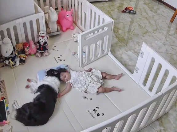 1个枕头小主人睡觉边牧犬狗狗丝滑霸占 7