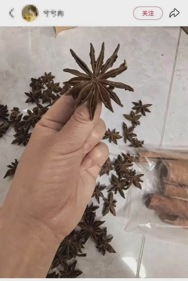 八角有13个角竟是剧毒莽草