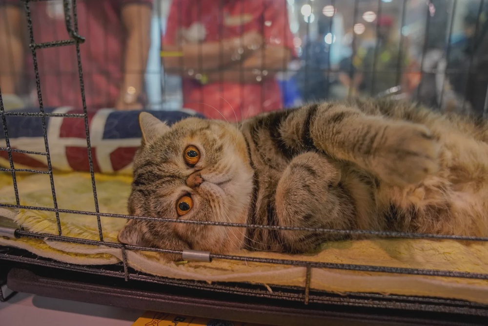 CatShow 36