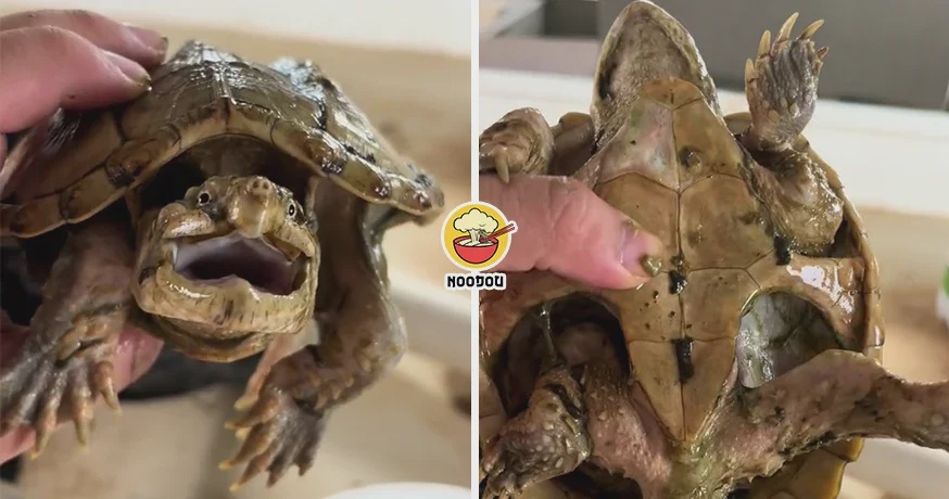 Turtle Forgot 1 Year Ft Img
