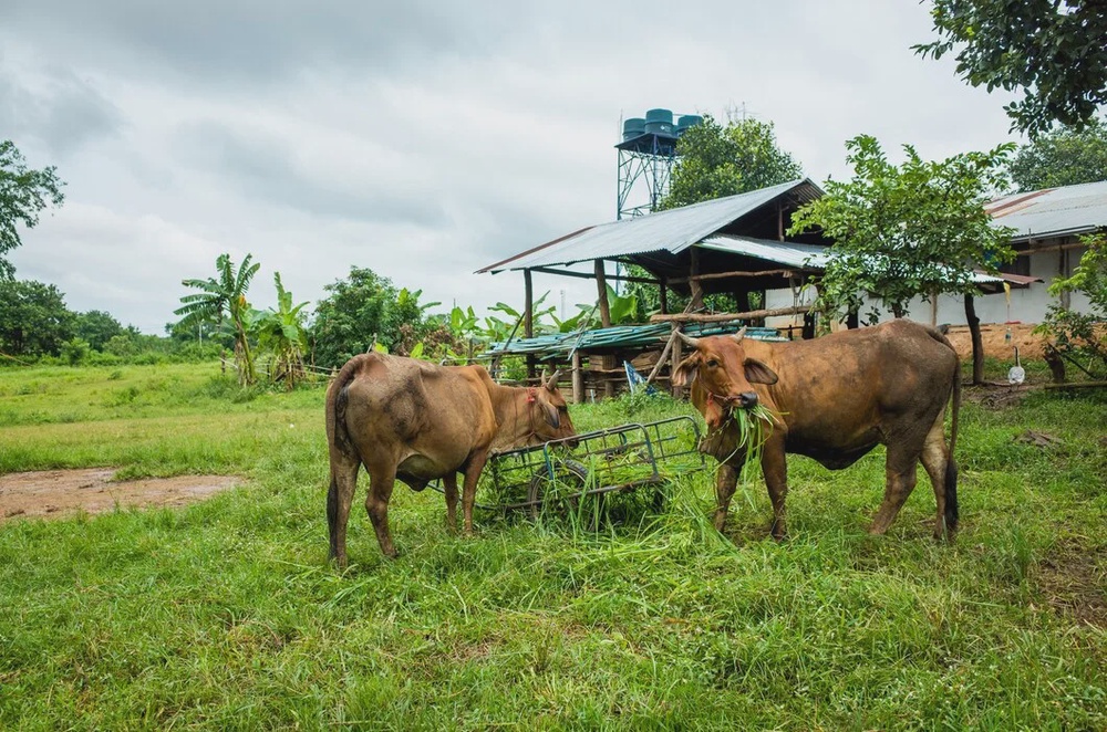 brown cow eatting grass 1150 10813