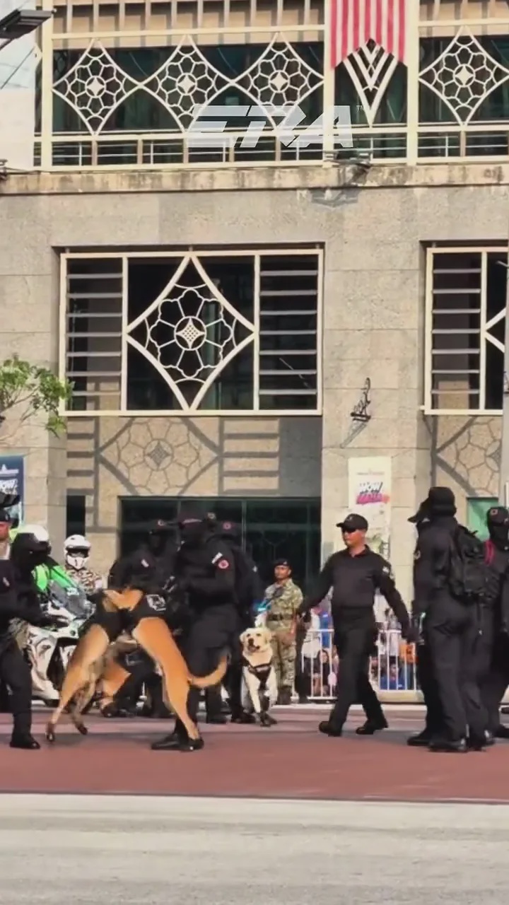 k9警犬国庆日庆典彩排起冲突开战 领犬员揭晓原因 2