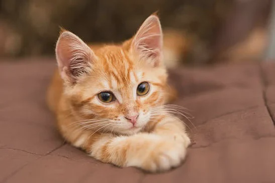 orange cat 1