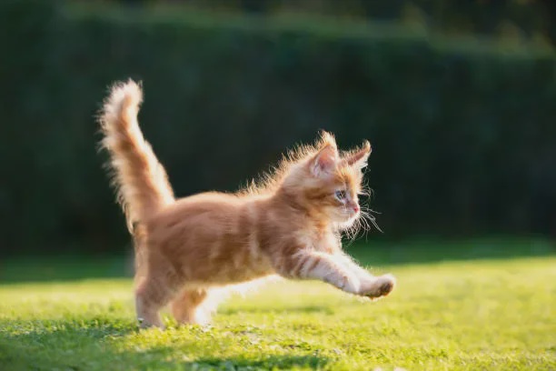 orange cat running 1