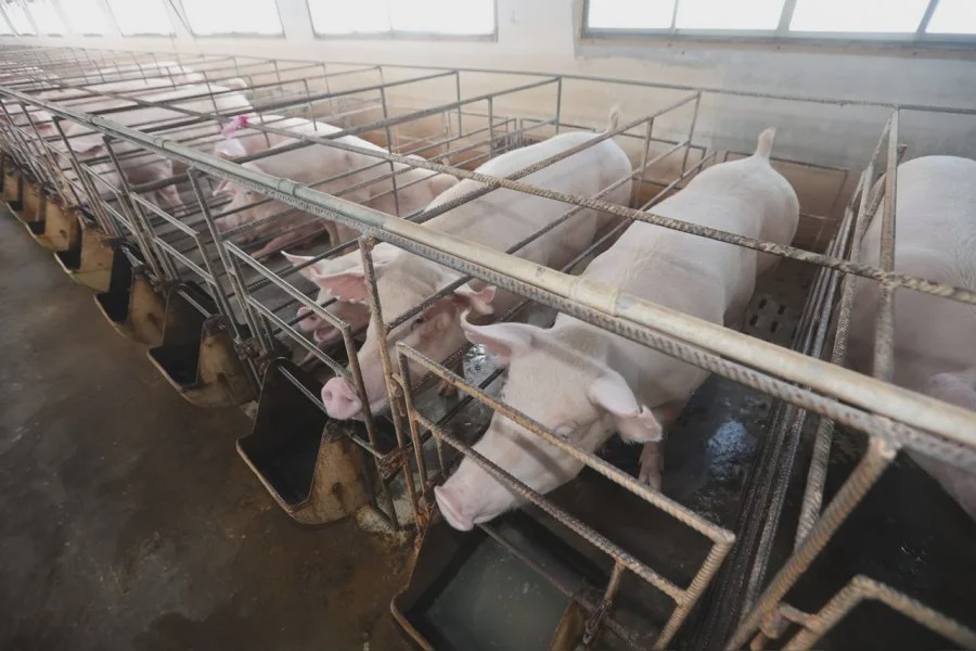 pig 1