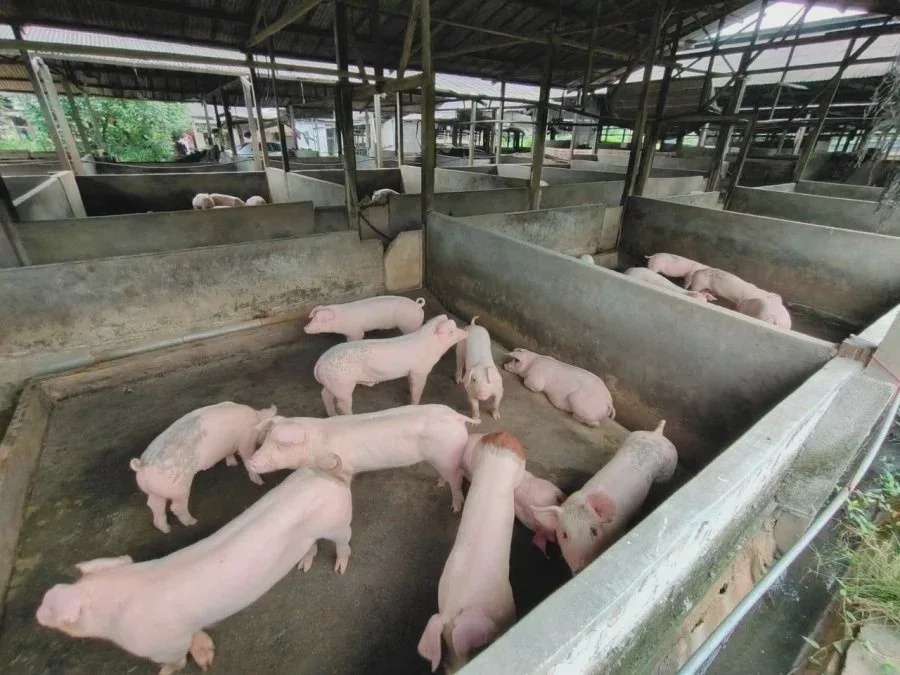 piggy 1 1