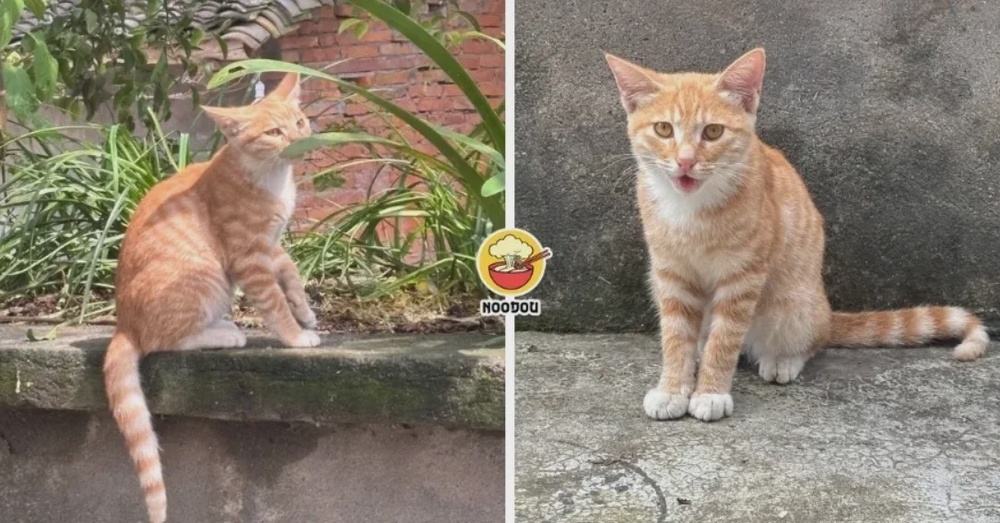 read more cat 1