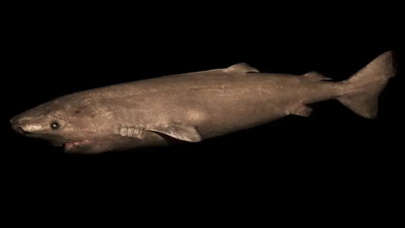 Image from: The “392-Year-Old Shark” Story Is Everywhere Online, But Researchers Say Its Age Isn’t What You Think