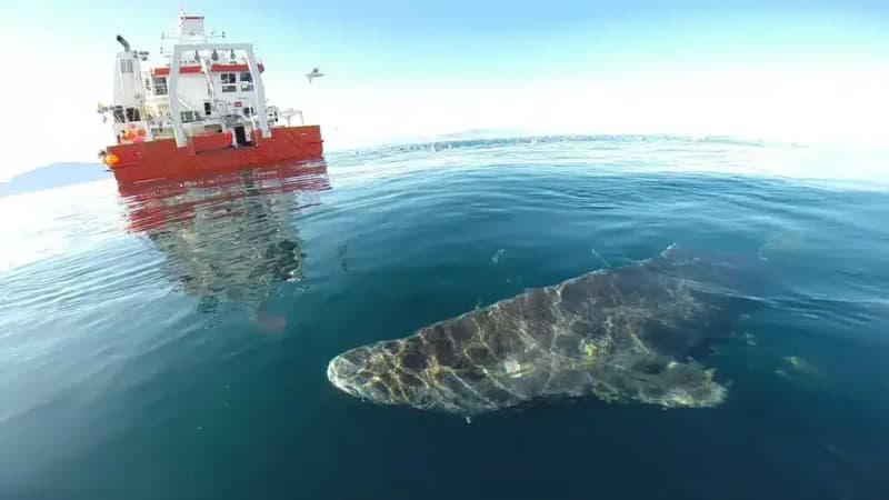 Image from: The “392-Year-Old Shark” Story Is Everywhere Online, But Researchers Say Its Age Isn’t What You Think
