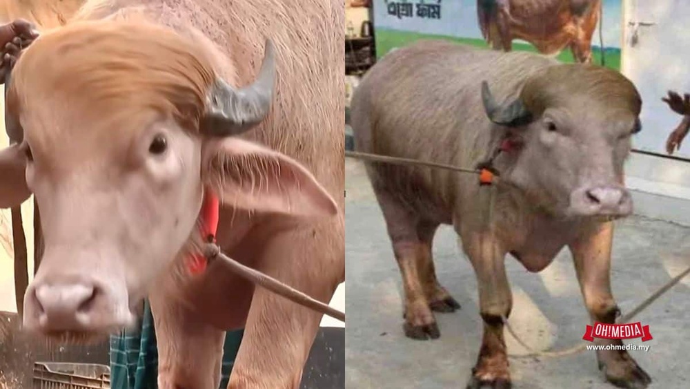 Close-up of a light brown bull with horns and a rope around its nose, wearing a red collar.