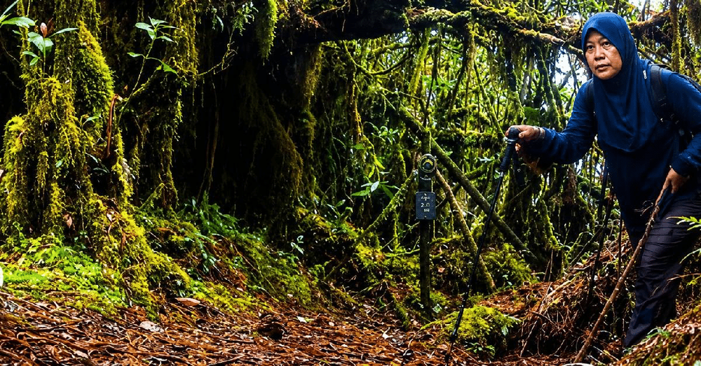 Hiker wearing a blue hijab uses trekking poles on a mossy forest trail.