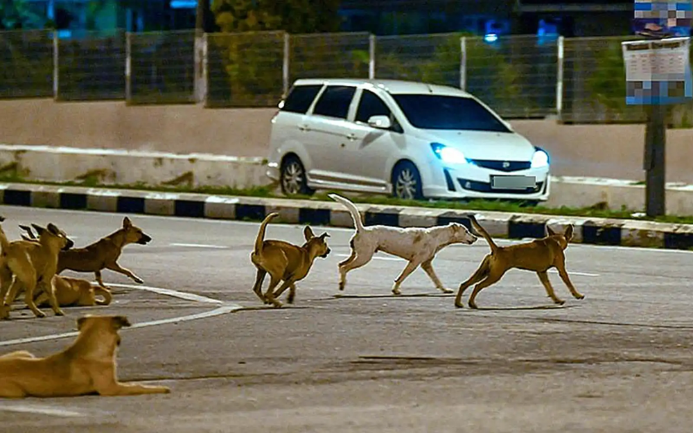 Image from: Datuk Bandar Klang Tegaskan Operasi Tangkap Anjing Liar Ikut SOP