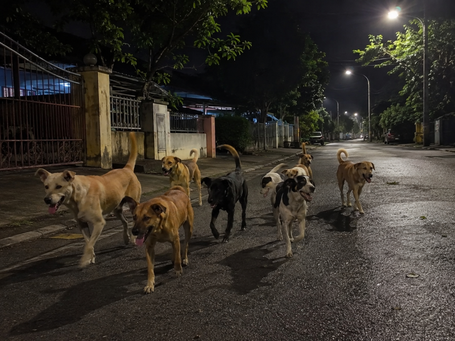 Image from: Mekanik Dikejar Anjing Liar, Berdepan Risiko Kecederaan Otak Kekal