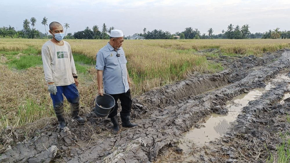 pesawah