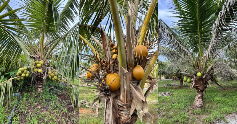 Image from: Baja organik IWK: Satu alternatif untuk pekebun kecil