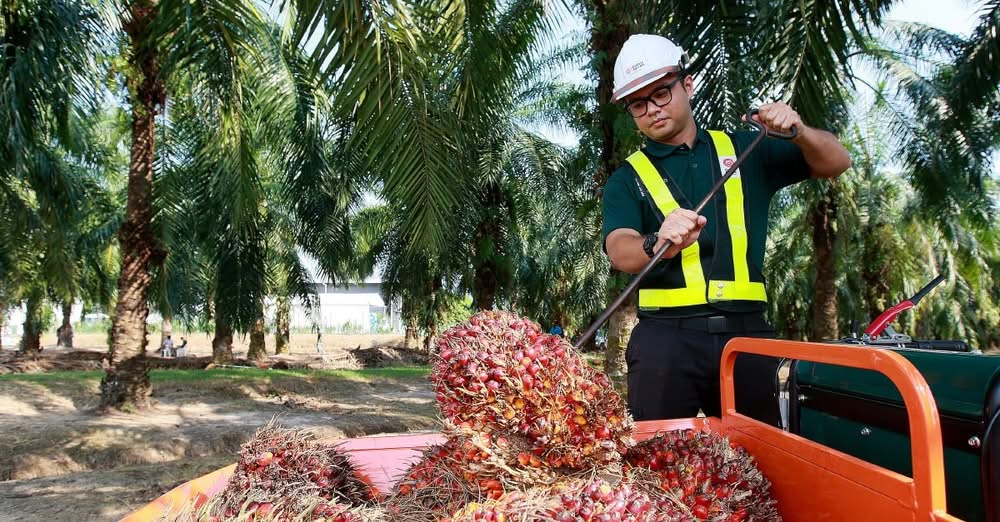 Image from: El Nino, permintaan biobahan api lonjak harga sawit? FELCRA perkukuh pengurusan ladang!