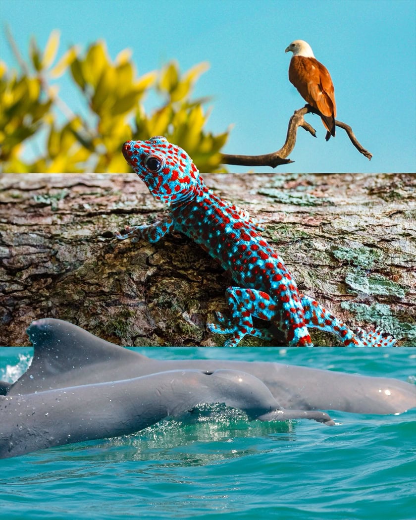 Image from: Batu di Langkawi lebih tua daripada dinosaur! Ini sebab pulau legenda ini kekal diiktiraf UNESCO Global Geopark