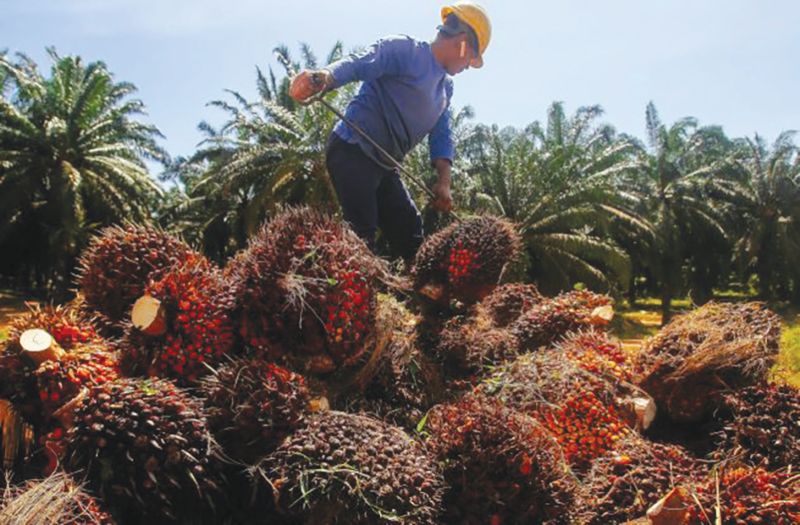 Image from: El Nino, permintaan biobahan api lonjak harga sawit? FELCRA perkukuh pengurusan ladang!