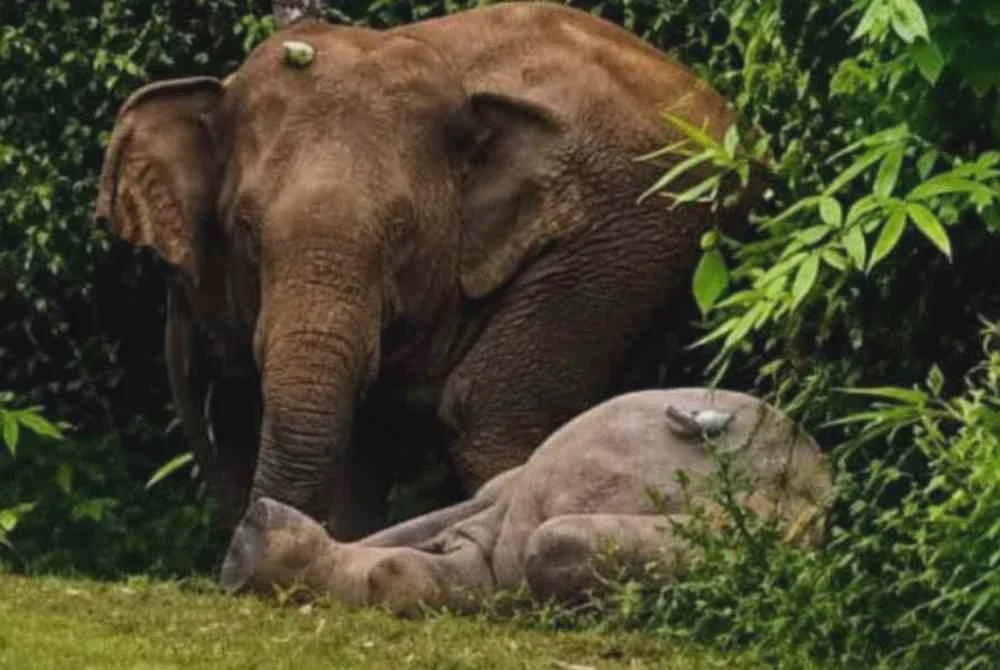Image from: Insiden anak gajah mati: NRES laksana pelbagai langkah mitigasi konflik manusia-gajah