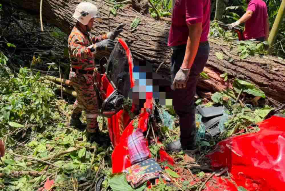 Image from: Empat maut dihempap pokok, Young Syefura ingatkan pentingnya pengurusan risiko alam sekitar
