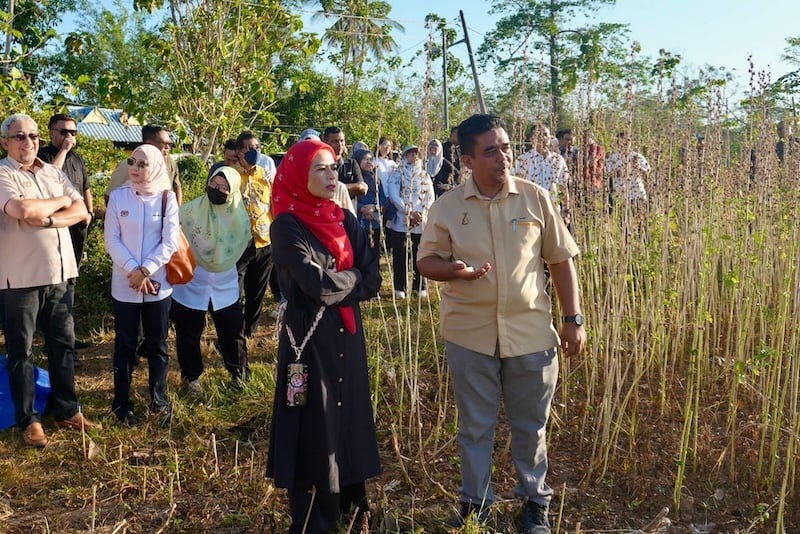 Image from: Bukan sawit dan getah sahaja, Noraini perkasa kenaf sebagai komoditi masa depan