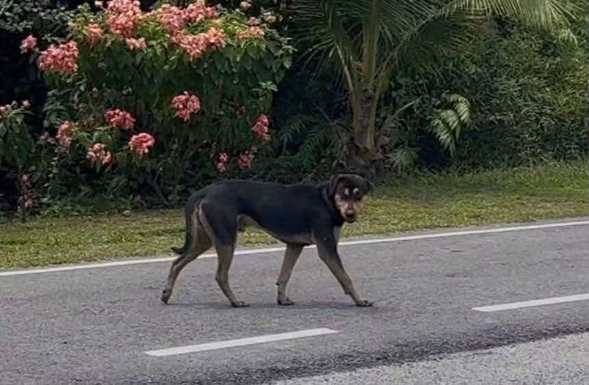 Image from: Lima anjing liar serang adik Haira diburu! Status rabies jadi kebimbangan