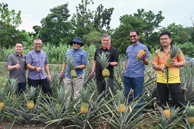 Image from: LPNM dedah negara Eropah puji kualiti nanas Malaysia, permintaan global terus meningkat!