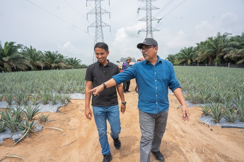 Image from: LPNM dedah negara Eropah puji kualiti nanas Malaysia, permintaan global terus meningkat!
