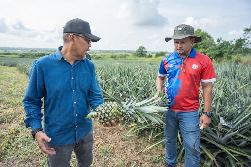 Image from: LPNM dedah negara Eropah puji kualiti nanas Malaysia, permintaan global terus meningkat!