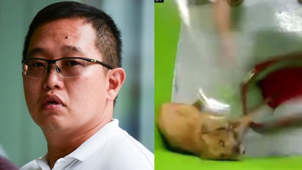 Dog handler charged with beating dog cruelly at K9 Connection training centre